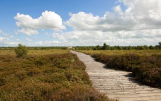 Bog surrounding the Corlea Trackway visitor centre