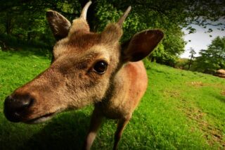 Amazing Wildlife