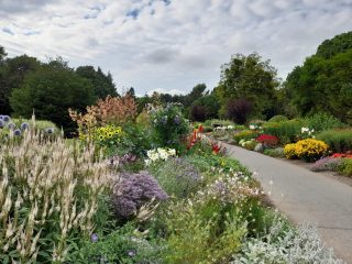 Herbaceous Border in summer