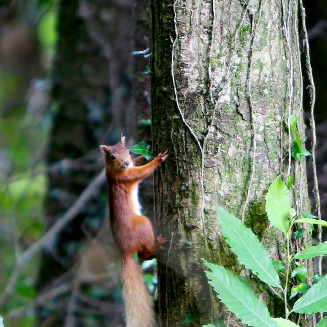 Irish Sign Language Interpreted Tour – The JFK Arboretum