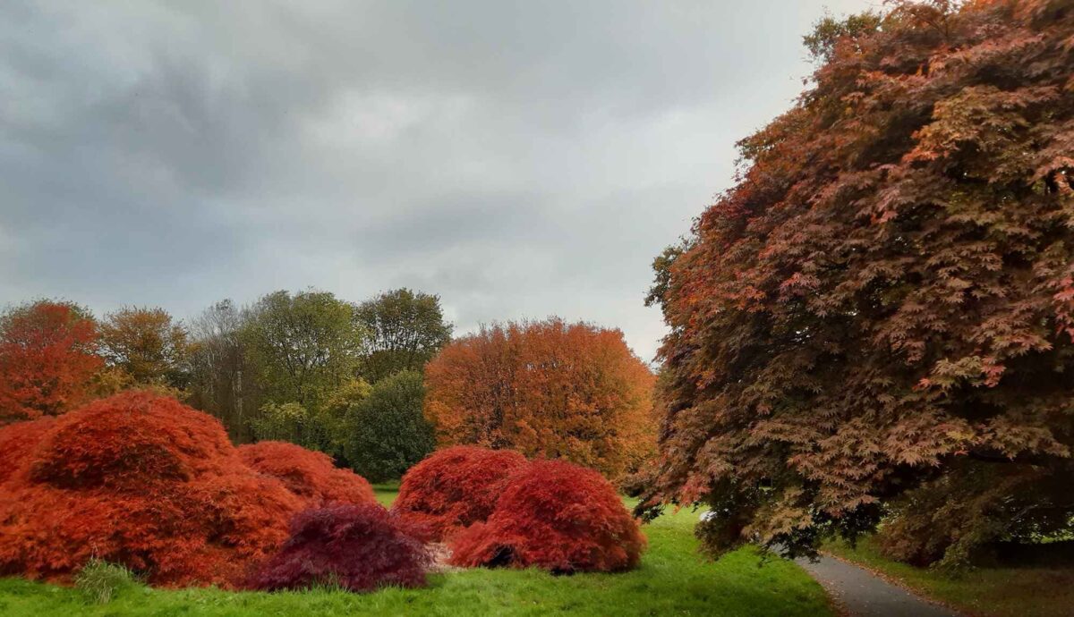 Trees displaying autumn colours