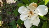 White flower amid foliage