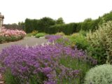 Phoenix Park People's Garden flowerbed