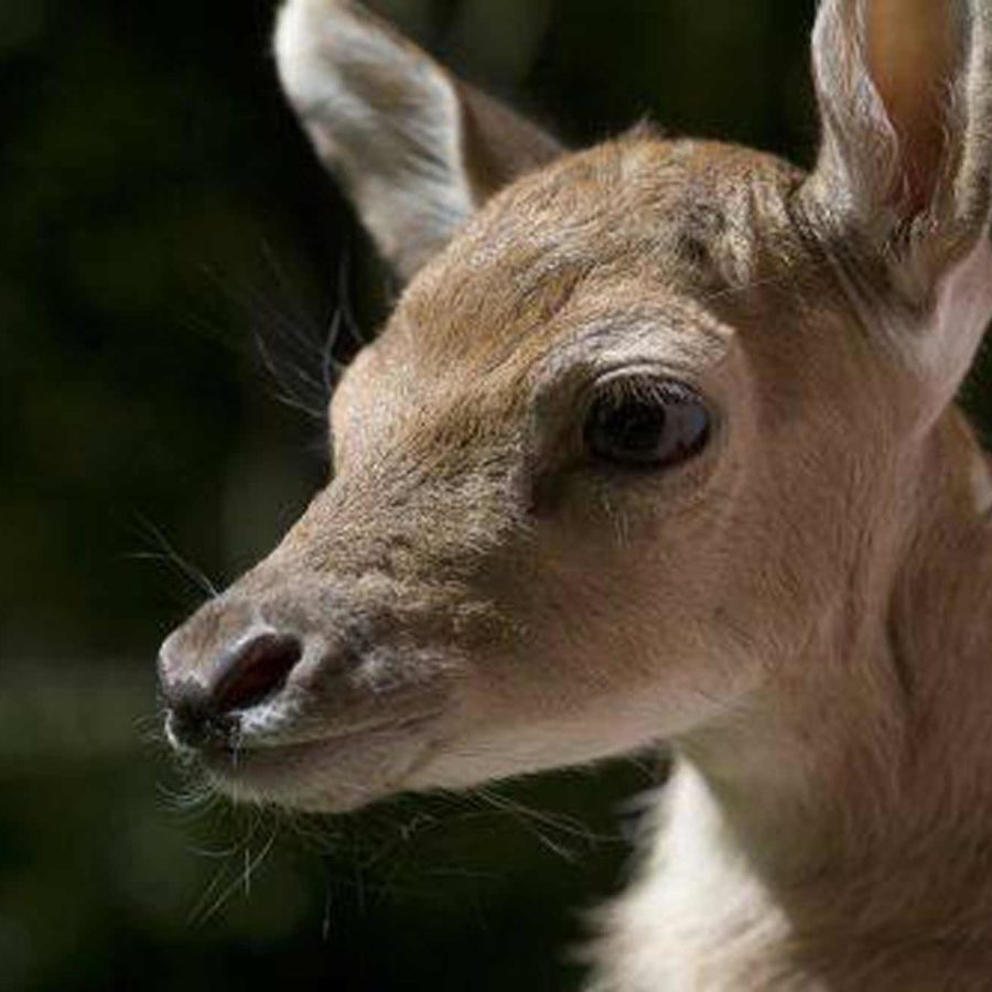Deer in Phoenix Park