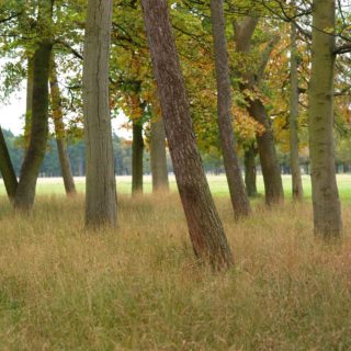 Phoenix Park parkland