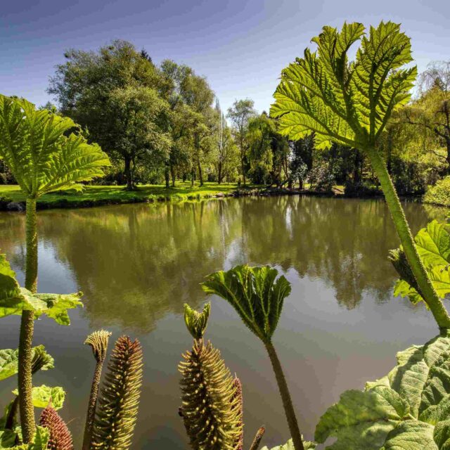Pond Dipping with Ecologist Lorraine O Sullivan