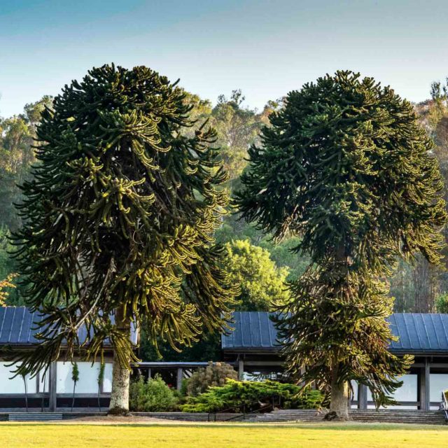 Fossil trees and Dinosaurs Family Tour