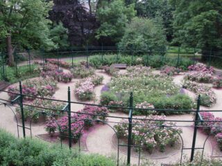 Iveagh Gardens rose beds