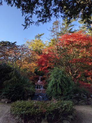 Rock Garden with Japanese Acer in autumn