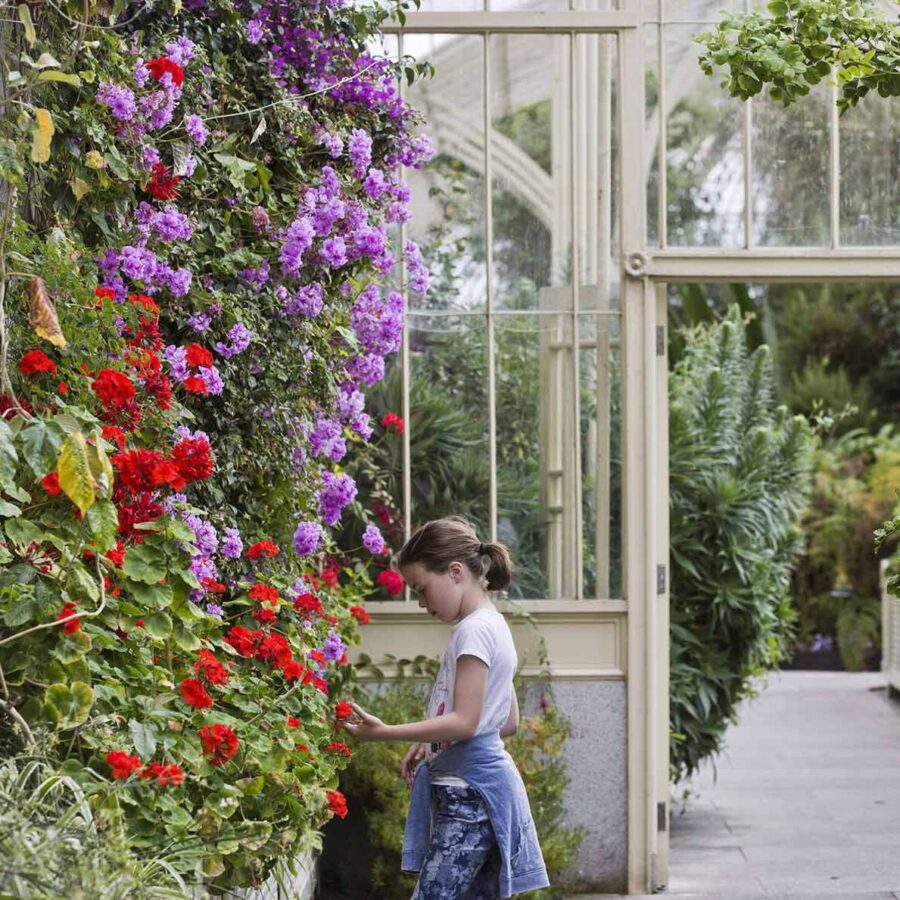 A child admiring flowers in the greenhouse in the National Botanic Gardens of Ireland
