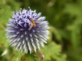 Closeup shot of a bee pollinating in the wall garden