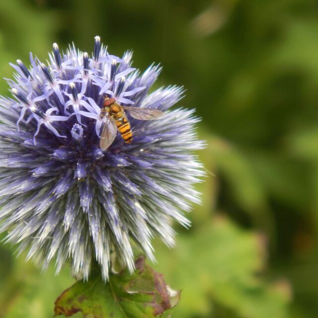 Wild Garden Adventures: Busy Bee Count
