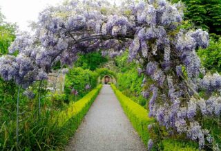 Image of Wisteria archway