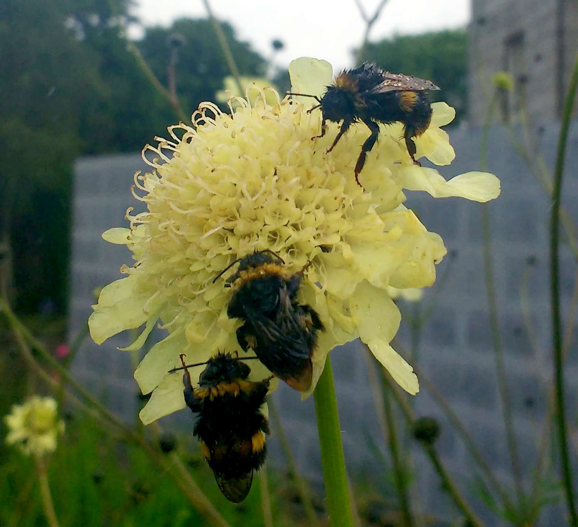 Bumble bee