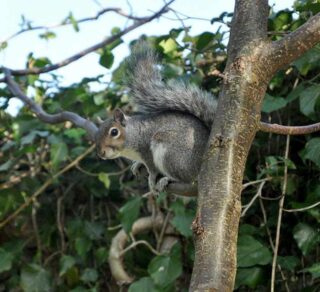 Squirrel in a tree.