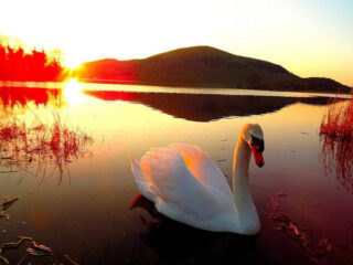 Swans at Lough Gur