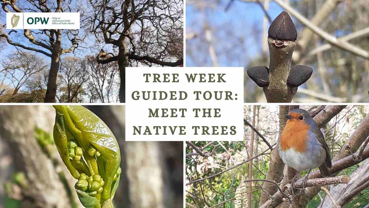 Tree Week Tour Meet Ireland’s Native Trees Heritage Ireland