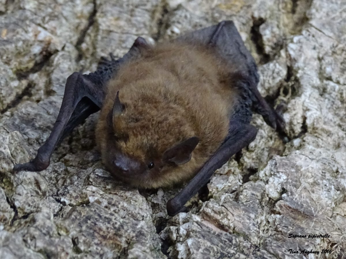 Biodiversity Week An adult dusk Bat Walk in kilkenny Castle