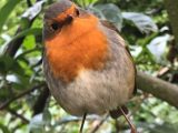 Birdsong in Bealtaine