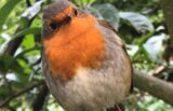Birdsong in Bealtaine