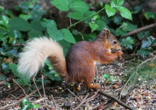 Red Squirrel Kilmacurragh
