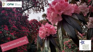 National Botanic Garden of Ireland – Kilmacurragh Highlights