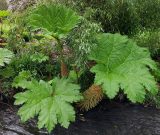 A shot of a plant with three large green leaves in the National Botanic Garden