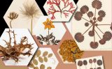 The herbarium at the National Botanic Gardens. Samples from the herbarium collection are arranged on a table. These samples include flowers, leaves and seeds flattened, dried and preserved.