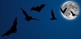 Bats and a full moon graphic