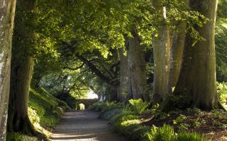 Altamont Tree tunnel