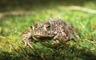 Natterjack toad