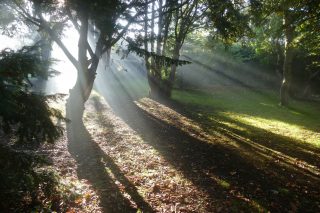 Low level winter light streams through the yews National Botanic Gardens of Ireland