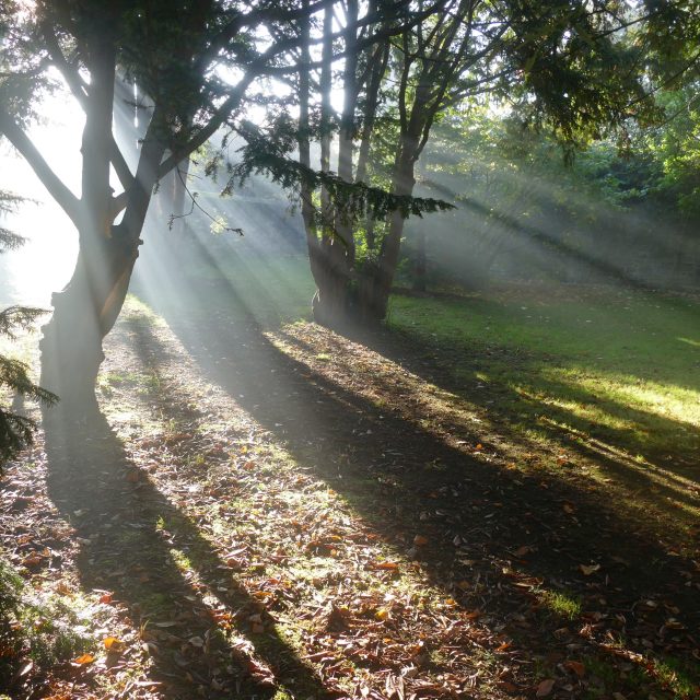 Léacht an Earraigh: Garraíodóireacht Amh - Ag obair leis an dúlra i do ghairdín