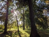 November light through the trees at National Botanic Gardens