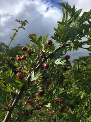 Hawthorn tree in fruit - red berries alongside green leaves on a thorny twig