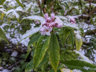An image of Daphne bholua in bloom. There is a dusting of snow over the small purple blooms and long, vibrant green leaves.