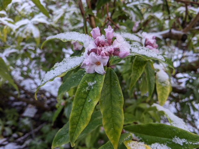 An image of Daphne bholua in bloom. There is a dusting of snow over the small purple blooms and long, vibrant green leaves.