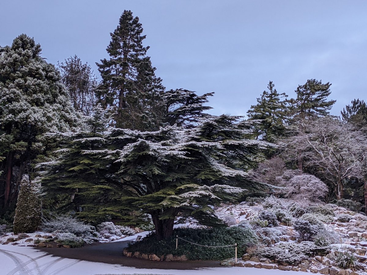 Snow on the Rockery at National Botanic Gardens, Glasnevin. Conifers on the rocks are covered in a light dusting of snow.