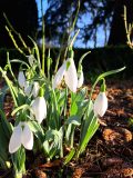 A close up of snowdrops at Altamount. Their nodding snow white heads and slender bright green leaves are illuminated by the low winter light.