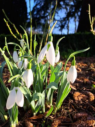 A close up of snowdrops at Altamont. Their nodding snow white heads and slender bright green leaves are illuminated by the low winter light.