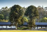 Two magnificent monkey puzzle trees (Araucaria araucana) stand side by side like sentinels at the entrance to John F Kennedy Arboretum. They are tall tree with spiky dark-green leaves. Beyond them we can see various species of trees stretching into the distance.