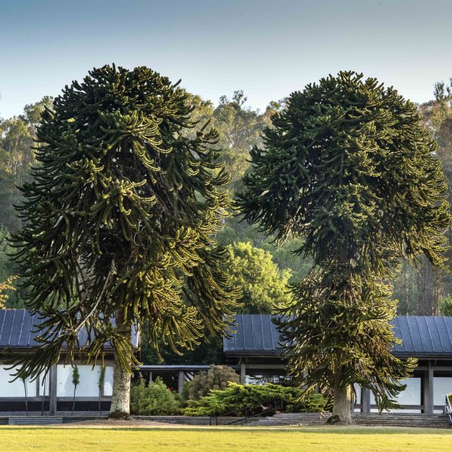 Endangered Trees-Conifer Conservation