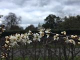 A sprig of blackthorn flows across the image, with a pathway and trees visible in the background. The blackthorn is in bloom, with bright white flowers. It is not in leaf (leaves come after flowers) and it has dark, almost black, wood, with thin, sharp thorns.