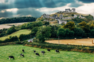 The rock of dunamase stands on top of the hill in the background, with the sun rays reaching down to it. Cows graze in the field in the forefront of the image