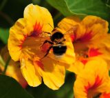 A bee sitting on a yellow flower