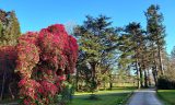 A photo of the entrance to National Botanic Gardens of Ireland, Kilmacurragh, Co Wicklow. From left to right, gentle, golden sun shines on a pink Rhododendron tree. The tree is round and dappled with green in-between the overall deeper red and pink colours. Towards the right there are tall, thinner trees also standing in the sun. They are a dark, deep green with pointy, sharp leaves. The foreground is in a shadow, a path divided the trees and marks a walkway through the park.