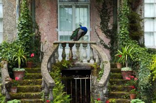 a peacock stands above a gate, framed by a window