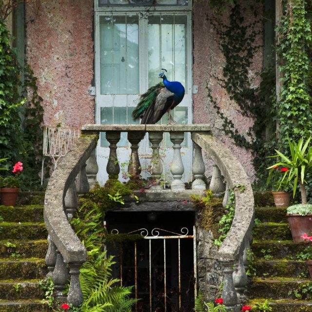 Talk by John Anderson, gardener to the King of England – Altamont Gardens