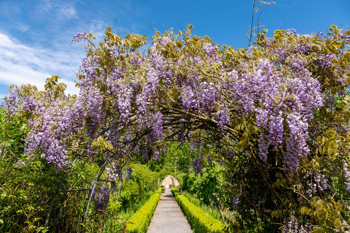 A long path through a garden, purple flowers hang overhead in an arch