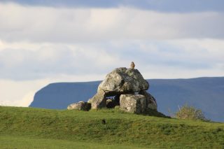A female kestrel sits on top of a wedge shaped tomb at Carrowmore Megalithic Cemetery. The iconic outline of Ben Bulben mountain is visible in the backdrop.